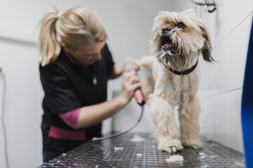 Veterinarian cutting fur of dog at table