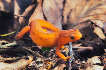 Red-spotted Newt Macro On Brown Leaves