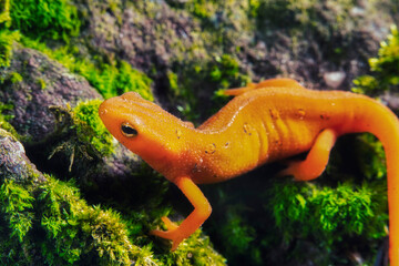 Red-spotted Newt Macro On Log