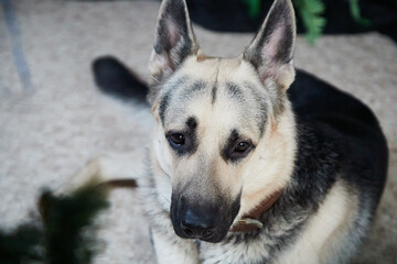 Dog German Shepherd or an Eastern European Shepherd with a white coat in the room on the floor