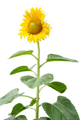 Die cut of sunflower blossom on white isolated.