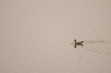 Spotted redshank Tringa erythropus. San Lorenzo. Las Palmas de Gran Canaria. Gran Canaria. Canary Islands. Spain.