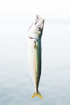 Fish on hook hanging on fishing line