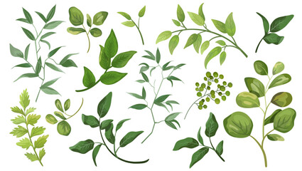 Set green leaves. Decorative beauty element illustration for design leaf in watercolor style. To be used for wedding and invitations
