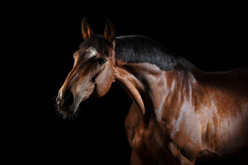 Fototapeta na wymiar Portrait of a beautiful chestnut horse on black background isolated, head closeup.