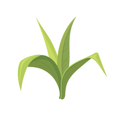 Bamboo leaves. Green leaf growing sugar cane or sugarcane plant, cartoon vector flat icon illustration