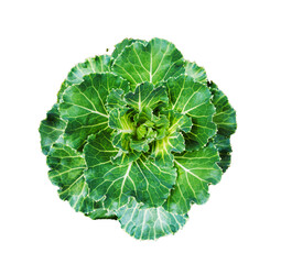 green and yellow flower isolated - removed background