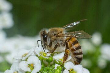 Macro of a bee collecting nectar from alyssum flowera.