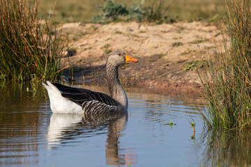 Greylag goose in water
