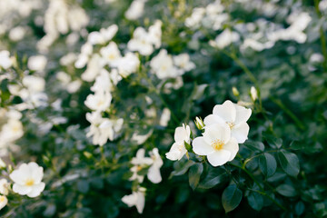 White rose flowers on the rose bush in the garden in summer, green soft background. Beautiful bush of roses in a spring park.