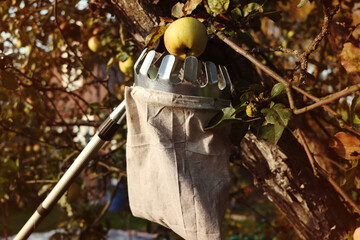 Harvesting. Sunny autumn day.  A tool for picking apples from the upper branches of a tree. Own garden