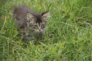 a kitten on the grass