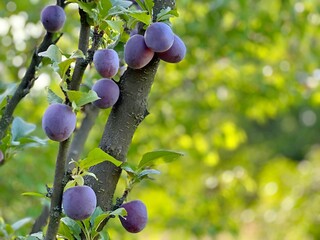 Ripe plums on the tree in garden.