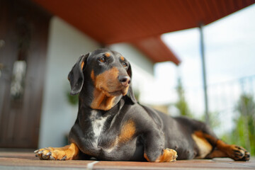Dachshund dog on the veranda of a private house.