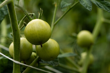 Tomato plants in greenhouse Green tomatoes plantation. Organic farming, young tomato plants growth in greenhouse