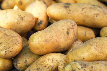 young potato tubers dug out of the garden on a potato farm. potato cultivation concept