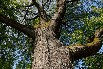 Fototapeta premium tree in the park