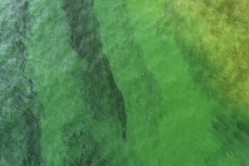 Green water in the pond with bubble formed by green algae.