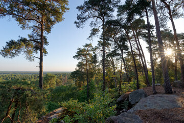 Fototapeta premium Denecourt hiking path 2 in Fontainebleau forest