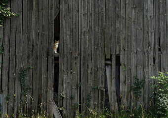 A wooden door made of long planks that is slightly damaged. In one hole we see a cat.