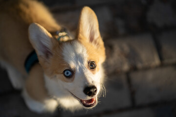 Obraz premium Cute little corgi puppy on a walk. Dog portrait