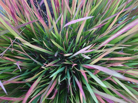 Gr&uuml;n pinkfarbenes Gras von oben