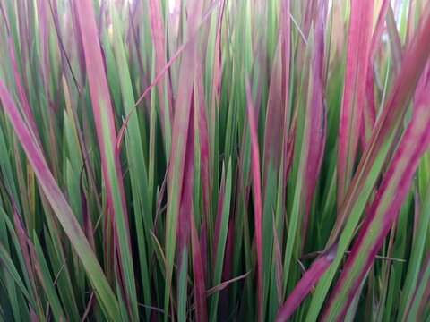 Gr&uuml;n pinkfarbenes Ziergras