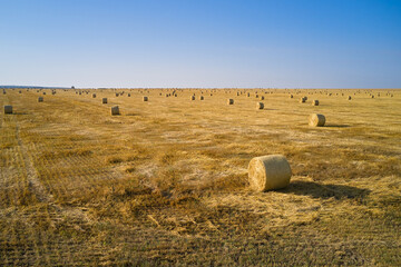 An endless wheat field after harvesting grain with numerous rolls of golden straw. Shooting from a...