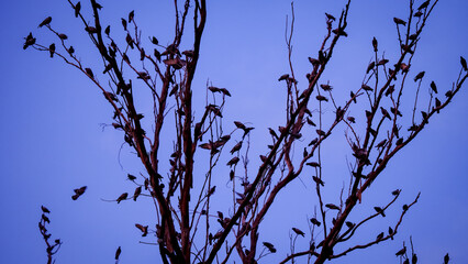A crow of pigeons and crows on a tree branch