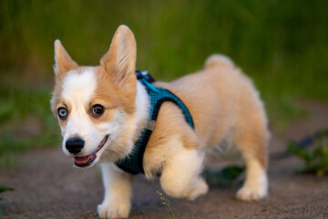 Joyful Corgi puppy runs forward.