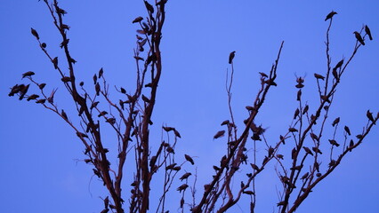 A crow of pigeons and crows on a tree branch