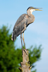 great blue heron ardea cinerea