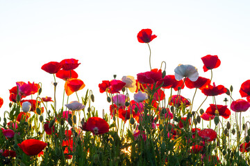 Obraz premium Poppies in the garden at sunset