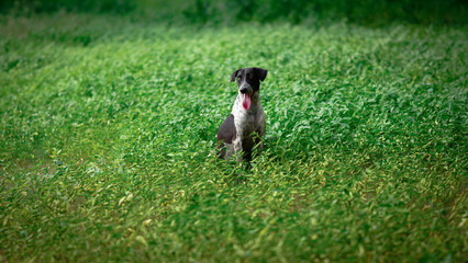 A beautiful dog sitting in the middle of the grass with outstretched tongue