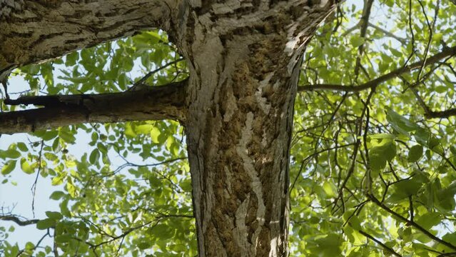 view from under walnut tree with branches and foliage