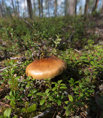 View of agaricales mushroom