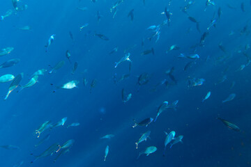 large group of  fusiliers fish