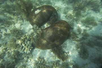 View of corals in Indonesia