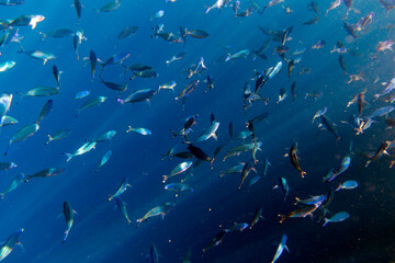 Obraz premium large group of fusiliers fish