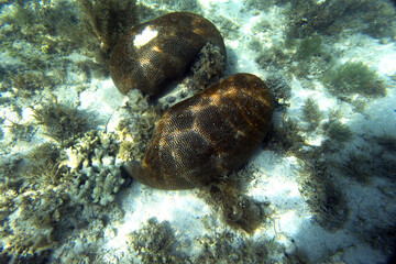 View of corals in Indonesia
