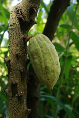 Cacao fruits on the tree, Matale, Sri Lanka 