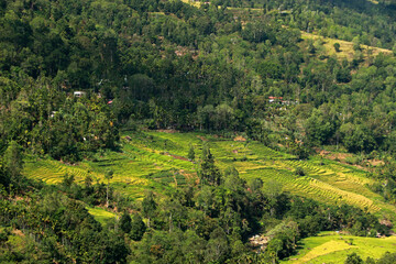 Fototapeta na wymiar Landscape of terrace rice fields, Nuwara Eliya, Sri Lanka