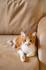 Cute white and red cat with yellow eyes laying on couch close up portrait