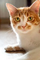Cute white and red cat with yellow eyes close up portrait