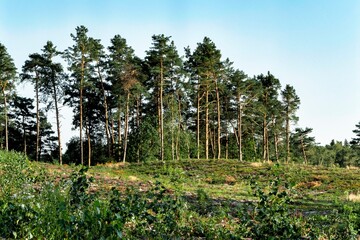 landscape with trees