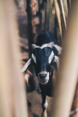 Closeup of free range goat with black, brown and white coloured fur looking to the camera. Selective focus.  Portrait orientation.