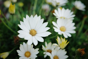 Obraz na płótnie Canvas white daisies in a garden