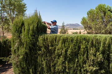 Senior male gardener grooming trees with hedge trimmer