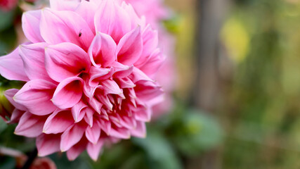 Pink dahlia. Large pink flower with lush petals