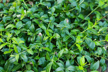 Green Vinca. 
Tropical wet leaves